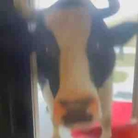 Mooh mooh 