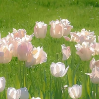 tulip