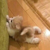 Con này choảnh !