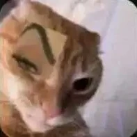 Động vật(sucvat đó☺️👉👈)