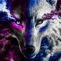 Wolves( Kila )