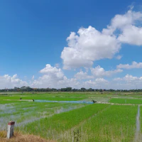 cô giúp việc