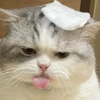 T/g zô tri