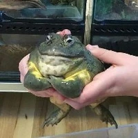 đĩ
