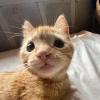 𝗮𝘂