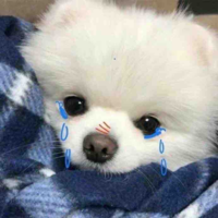 Các cậu 