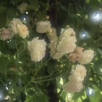 Tiêu Thảo Trang