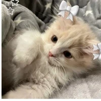 mèo con