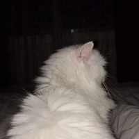🐱