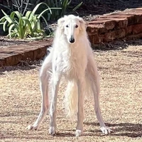 hai con báo(đốm)