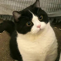 Mochi