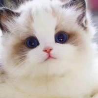 hasu