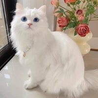 Quýt Nhỏ