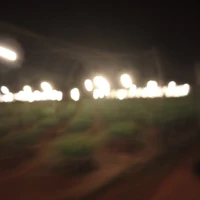 phụ
