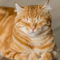 cục cưng