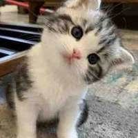 Meow