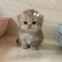 ORI aka Ỏi | t/g supper cuti