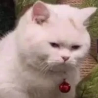 hệ thống { mồm lèo}