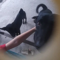 tác giả