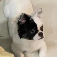 Mochi