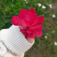 con tác giả bị xàm