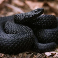 Rắn của( Sasuke)