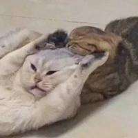 Tác Giả
