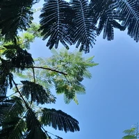 Nhân vật phụ