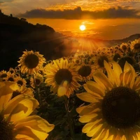 Lyric_Sunflower