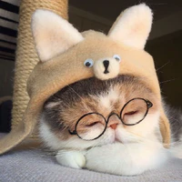 Mèo con