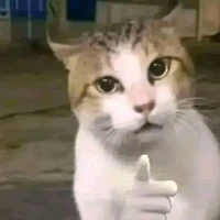 tg mèo