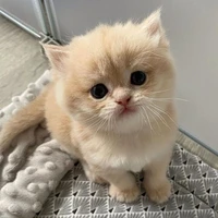 mèo🐱