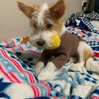 ིྀ༺AN Bị Khùng༻ ིྀ