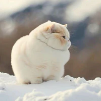 mèo ú / t/g