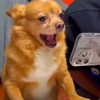 Zoyzuizẽ (tác giả)