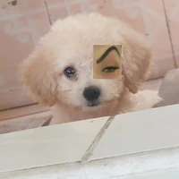 Leo Chủ Khách sạn 5 sạo=))