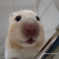 t/giả