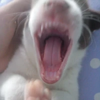 gâu gâu