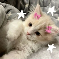 Tác giả cute hột me