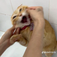 giáo viên (bộ môn vs CN)