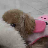 misshanh