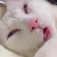 NV chưa đc bật mí