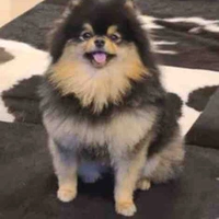 Yeontan