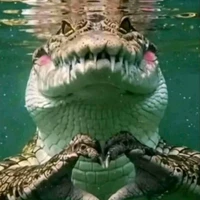 All top ( những người cần)