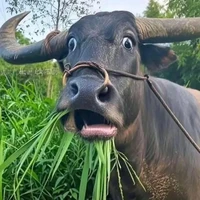 Cả lớp