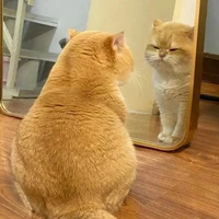 Mèo Ú