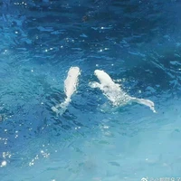 𐙚𝐚𝐧𝐢𝐞•ᡣ𐭩 (Tác giả)