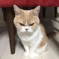 cặk