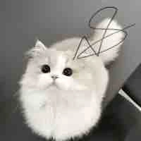 Tác giả tên suri