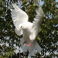 Dương Sa (dạng bồ câu)
